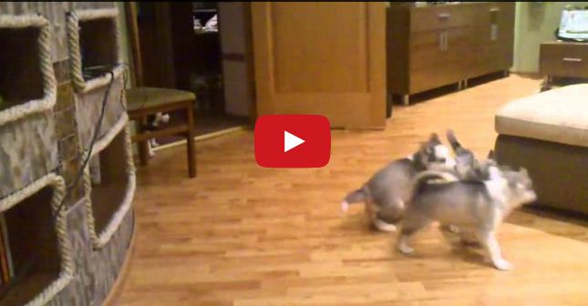 This Mom Husky Knows How To Keep Her Little Pups (And Us) Entertained For Hours