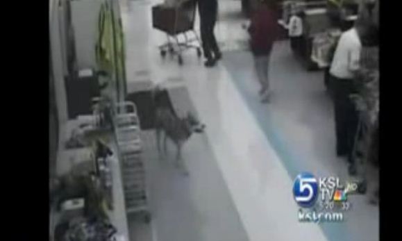 CAUGHT ON VIDEO: It’s Christmas, And This Dog Decided to Help Himself To a “Gift”