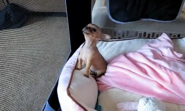 When This Baby Chihuahua Howled For The First Time, I Almost Melted!