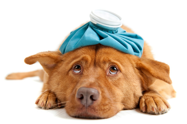 How to know if Your Dog is Sick?