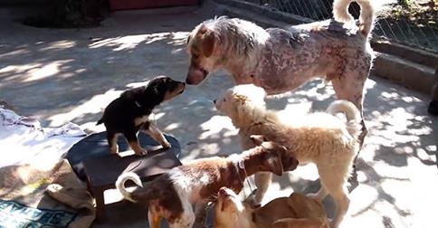 Puppies Help A Rescued Dog Heal His Broken Heart After A Near-Death Experience