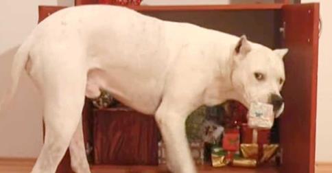 They Left Their House, But Never Expected Their Dogs To Do This For Christmas