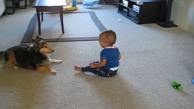 This Dog Can Do Anything to Make the Baby Laugh