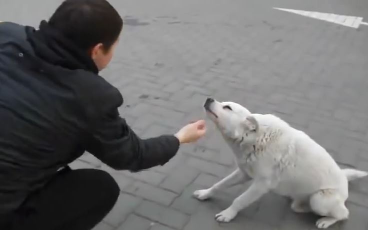 This Stray Dog From Russia Brought Me To Tears, And I Never Cry!