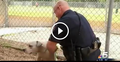 Police Officer Responds To A Call About A ‘VICIOUS’ Pit Bull. What He Does Next Amazed Me