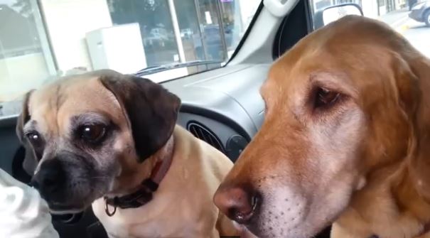 Funny Video of Dogs Eating Ice Cream, Wait For The End!