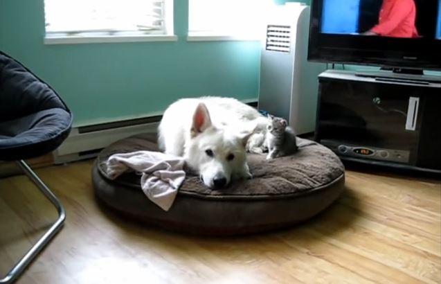 White Shepherd Doesn’t Want To Play With little Kitten!