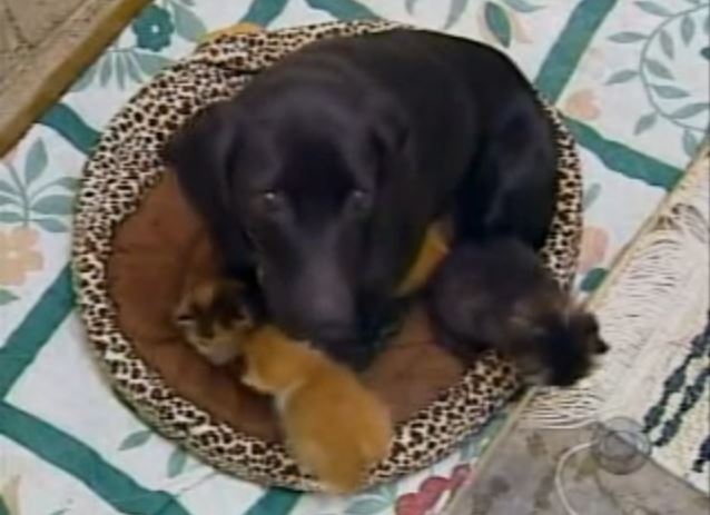 Puppies were taken from the mother after she gave birth, see what happened next