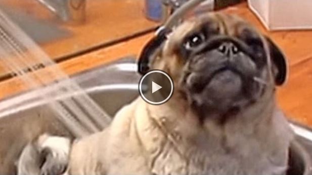 This Toe-Tapping, Tub-Loving Pug Will Make Your Day!