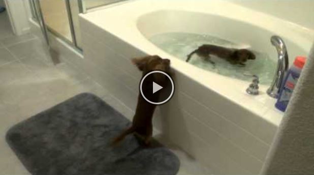 Dachshunds Puppies Are Very Excited For Bath Time!