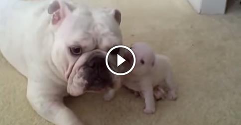 Ever Seen A Puppy Throw A Temper Tantrum Like This? I Bet You Haven’t… Whoa!