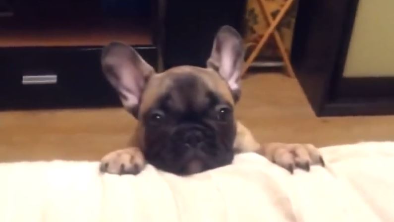 French Bulldog wants To Go On The Couch. Then He Did Something. Try Not Smiling.