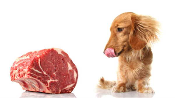 Is Raw Food Diet Good for Your Dog?