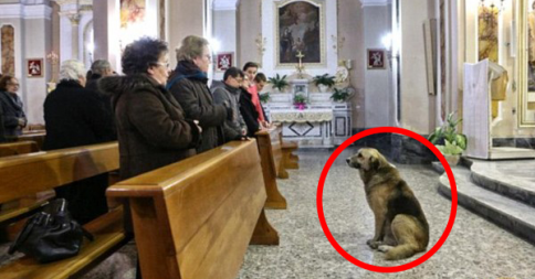 This Dog’s Owner Passed Away, His Reaction Touched Everyone’s Hearts