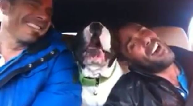 Watch This Talented Dog Sing In The Car With His Humans! Too Cute!