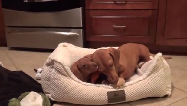 Big Sister Gracie Shows New Baby Sis Sophie How To Play With Toys!