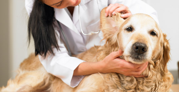 First Aid Tips for Dogs: Are You Prepared?