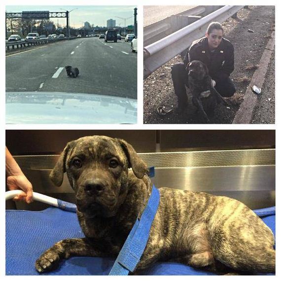 This Adorable Pup Was Rescued From The Middle Of The Expressway By The Police