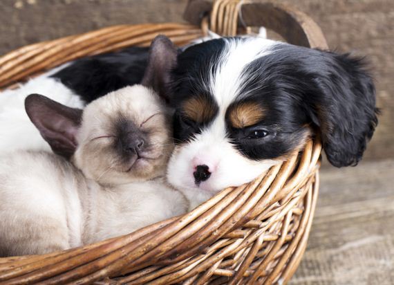 The 10 Most Cat Friendly Dog Breeds