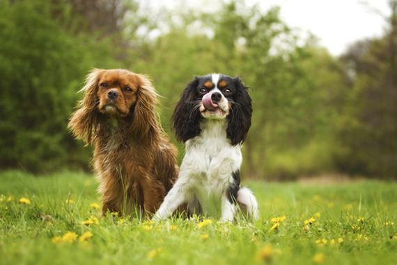 The 10 Least Hyper Dog Breeds