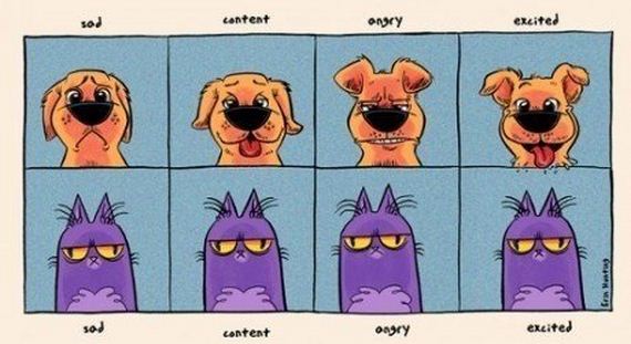 06-Cats-Vs-Dogs
