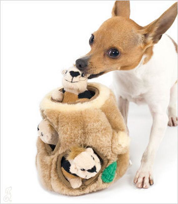 The 10 Best Toys for Small Dogs