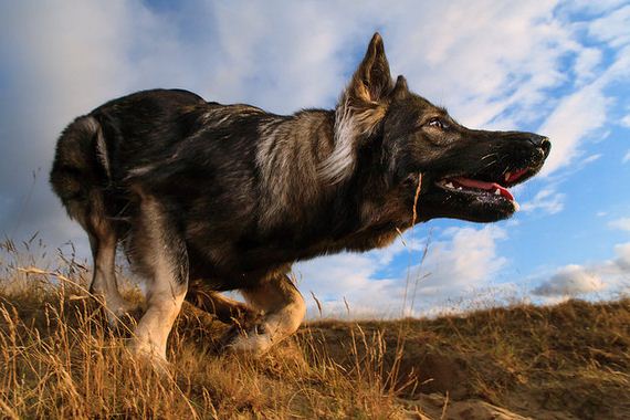 The 10 Most Protective Dog Breeds