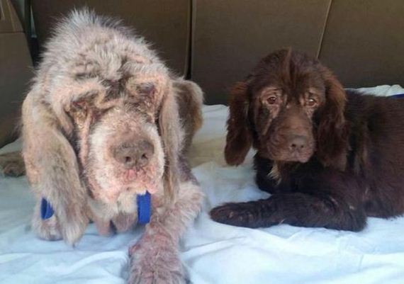 Rescued Dog Becomes Guide for Blind Canine Companion