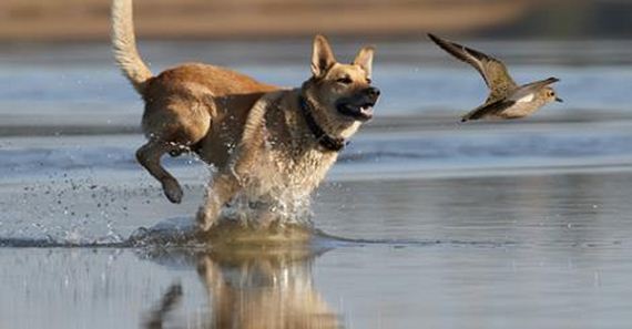 5 Things Dogs Chase and Why