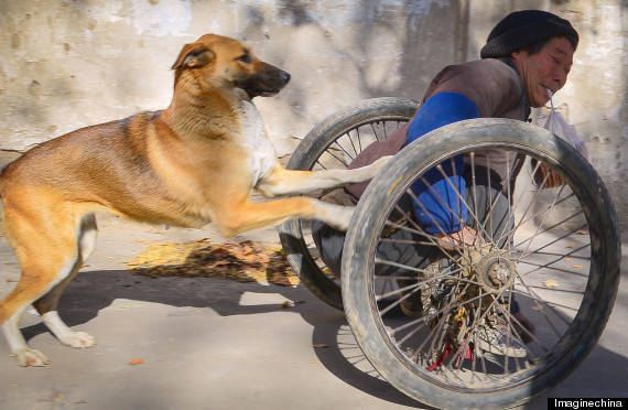 You Won’t Believe The Lengths This Pup Goes To Lovingly Help His Paralyzed Owner