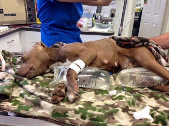 Almost Frozen Pit Bull Is Brought Back to Life