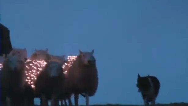 AMAZING: Watch What These People Can Do With Sheepdogs, Sheep, & LED Lights!