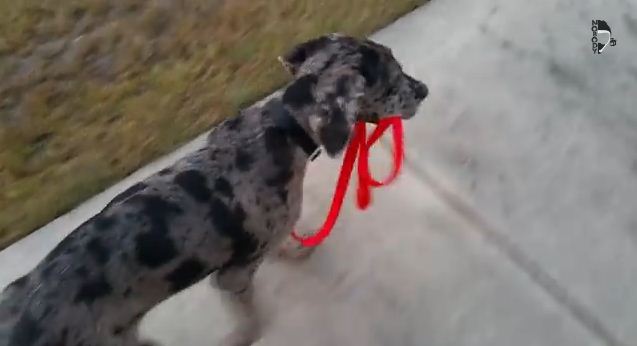 5 Month Old Great Dane Doesn’t Need Anyone To Walk Him But Himself!
