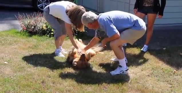 An Adorable Dog Jumps For Joy As She Welcomes Her Owners Home