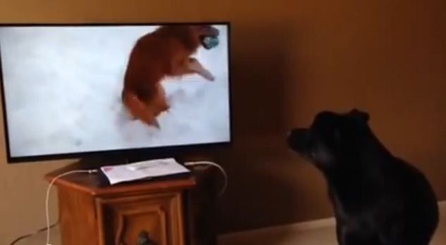 This Guy Is Watching A Dog Video. Watch How His Dog Reacts To It!