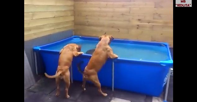 What These Two Dogs Did After Losing Their Toy Is Brilliant