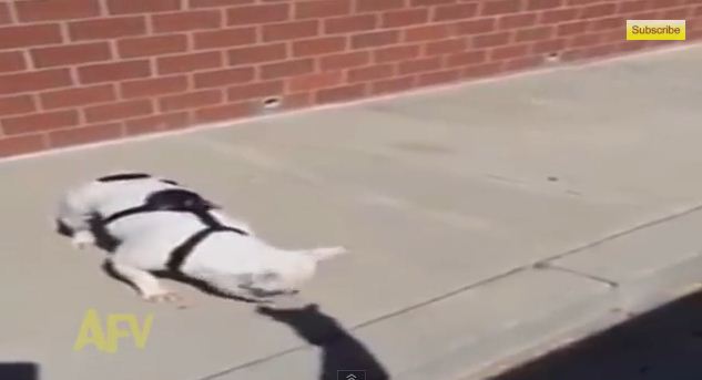 Dog Gets Into An Argument With A Shadow And He’s Not Backing Down!