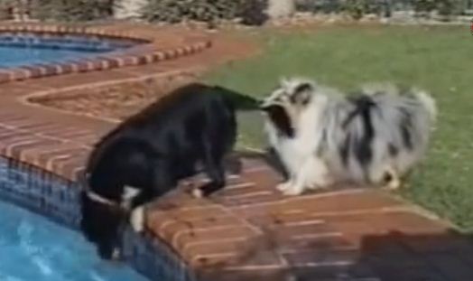 You’ll Crack Up Watching These Two Dogs Go After A Ball