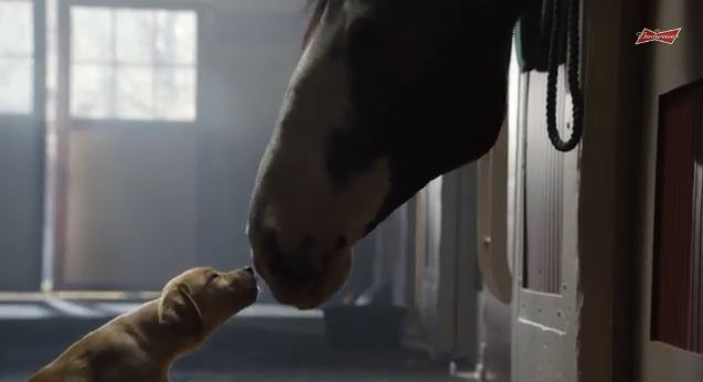 The Sweet Dog in Budweiser’s Super Bowl Ad Will Steal Your Heart