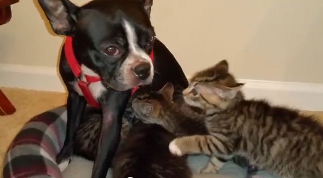 Boston Terrier Adopts Litter of Motherless Kittens