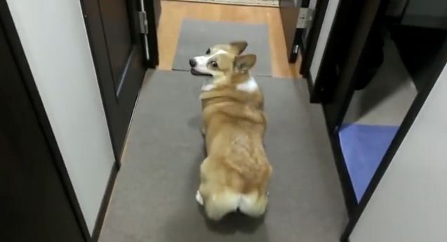 Think Twerking Is Just For Humans? This Corgi’s Moves Say Otherwise…