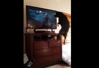 This You Gotta See! I’ve Never Seen A Dog Watch TV Like This!