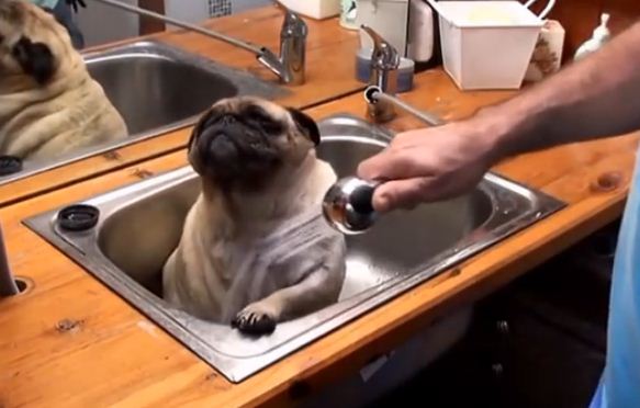 This Dog’s Reaction To Bath Time Will Absolutely Make Your Day