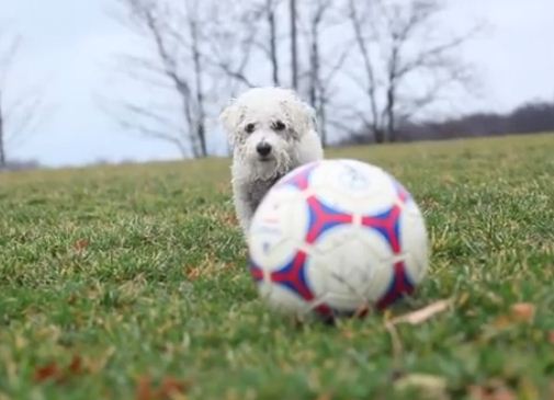 Watch This Adorable Doggie Soccer Star Dominate The Field!