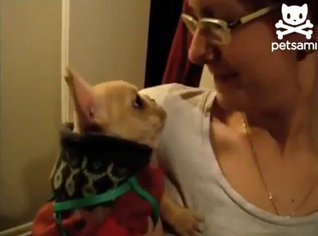 Woman In Utter Shock About What Her Dog Just Said. I Can’t Believe It!