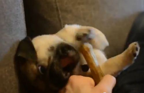 This Pug Goes Absolutely Crazy When His Human Gives Him A Bone!