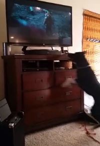 Dog Jumps for Joy When Watching TV