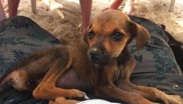 While On Vacation They Found a Starving Puppy. You’ll Never Guess What They Did Next!