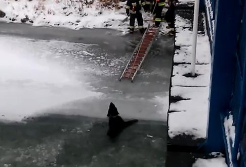 Firefighters In Poland Rescue A Freezing Dog From An Icy River