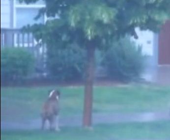 A Helpless Boxer Was Left Out In A Storm…Til A Kind Neighbor Stepped In